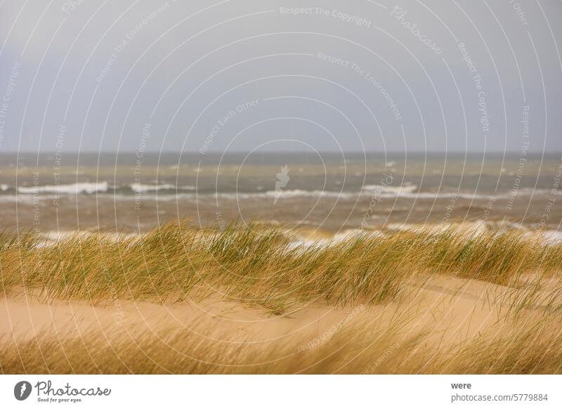 Dunes and the stormy sea with wild waves in the Dutch town of Bergen aan Zee on a stormy day with a cloudy sky H2O Liquid Netherlands Sea beach copy space