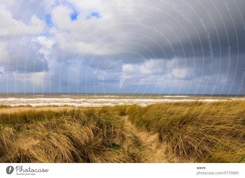 Dunes and the stormy sea with wild waves in the Dutch town of Bergen aan Zee on a stormy day with a cloudy sky H2O Liquid Netherlands Sea beach copy space