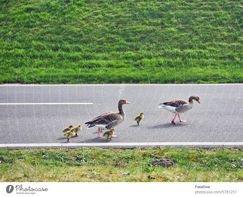 single file Goose geese Chick Bird feathers Animal Nature Wild animal Exterior shot Colour photo Wild goose Freedom Migratory bird birds Group of animals fluffy