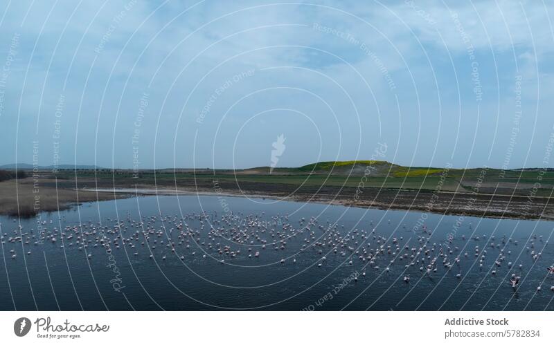 Flock of Flamingos Taking Flight Over Serene Waters flamingo flight wildlife nature water bird flock wing fly sky serene habitat natural lift motion graceful