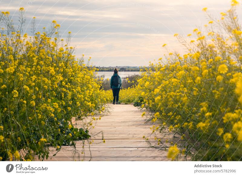 Strolling through blooming Tablas de Daimiel in Spain tablas de daimiel castilla la mancha spain wooden boardwalk yellow flowers visitor peaceful nature reserve