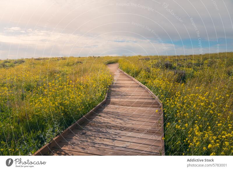 Serene wooden boardwalk through Las Tablas de Daimiel wildflower meadow tranquil path nature scenic las tablas de daimiel walkway landscape spring