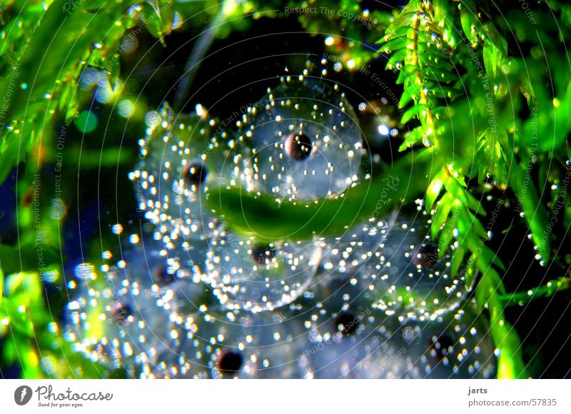 Water world Oxygen Tadpole Aquatic plant Macro (Extreme close-up) Close-up Fish froggy Egg Frog Blow jarts Underwater photo