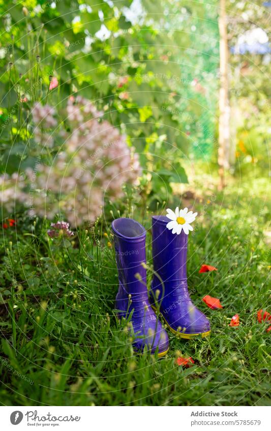 Purple rubber boots with flower in a garden setting purple daisy grass outdoor spring horticulture gardening footwear fashion color bloom petal flora nature