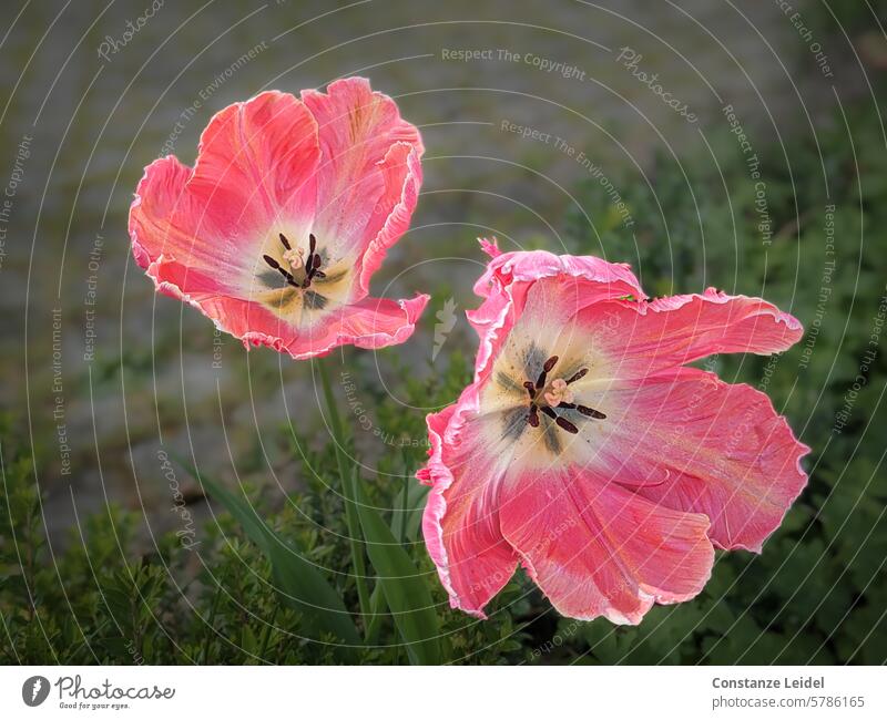 Wide open pink tulips. Tulip blossom Spring Flower Blossom Faded Pink double Plant wither flowers Blossoming