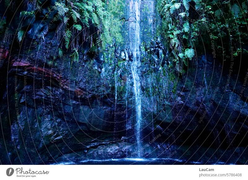 Lifeline - waterfall in the jungle Waterfall Fern Rock Wet Damp Tropical tropics Virgin forest jungles Exterior shot Bright spot Nature Green Environment Wild