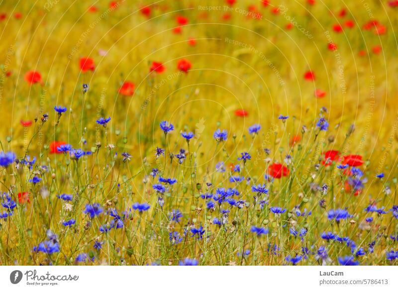 Watercolor naturell - Beauty of nature poppies cornflowers Flower meadow Red Blue blossom blossoms Summer Poppy Corn poppy Meadow Field picture-perfect