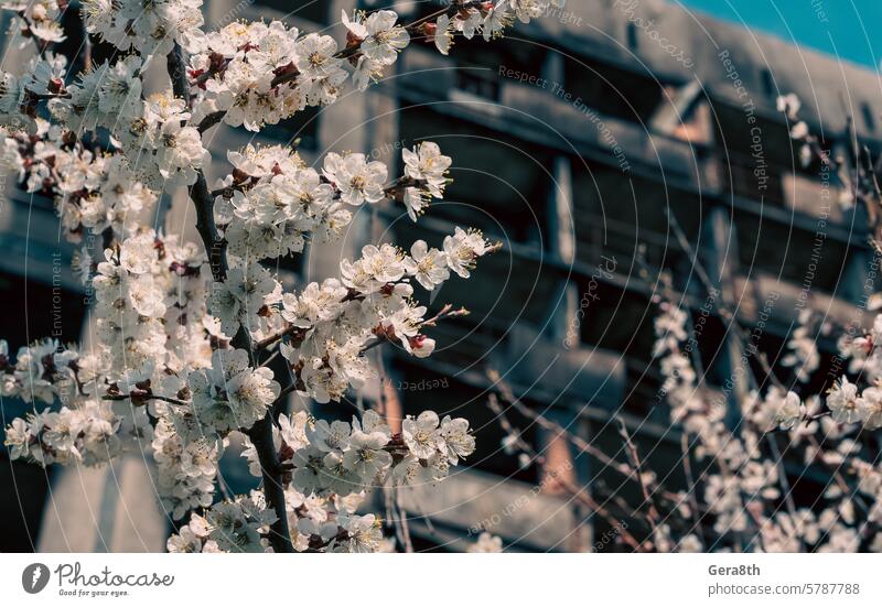 white flowers against the background of destroyed and burnt houses in the city of Ukraine Donetsk Kherson Kyiv Lugansk Mariupol Russia Zaporozhye abandon attack