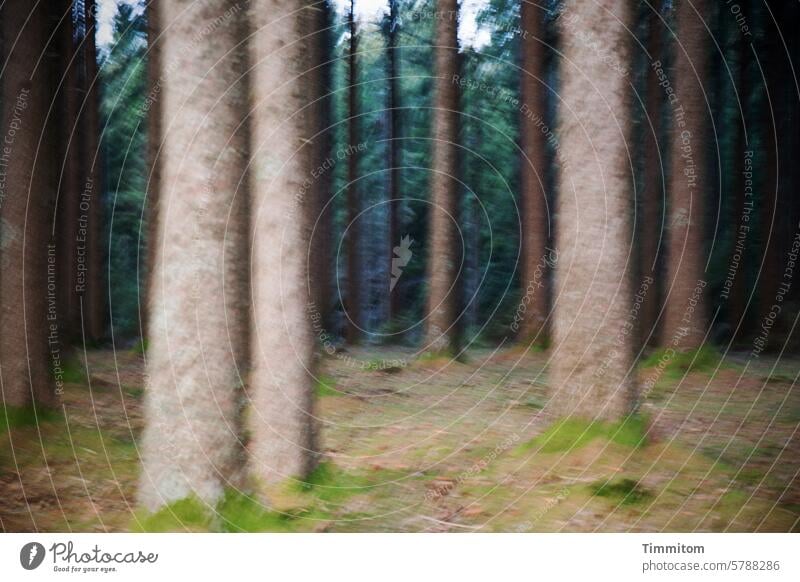 Forest - I feel so strange trees tree trunks conifers Ground Grass hazy disconcerting Black Forest colors Nature Deserted Colour photo background Sky