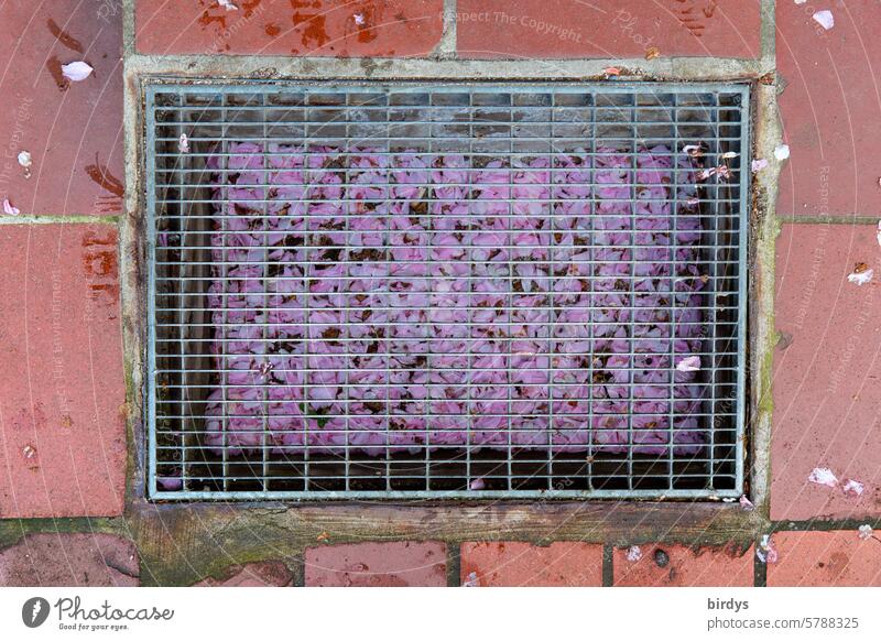 Cherry blossoms in the shoe mat in front of the house number ... petals Many shoe rack Pink heyday Bird's-eye view dirt catcher Cherry blossom petals Collection