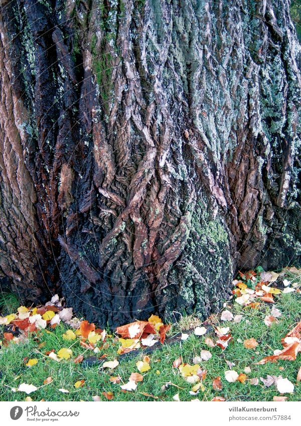 fairytale tree Tree Tree bark Autumn Grass Leaf Nature Tree trunk