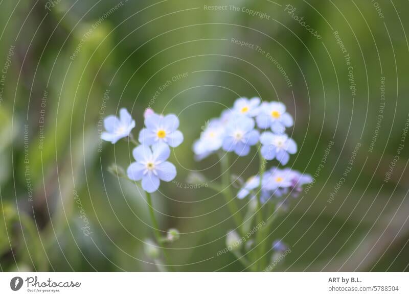 Forget-me-not photo day, in the flower bed Flower little flowers floral light blue Yellow purple Purple background Delicate Fine Noble Nature Wonder