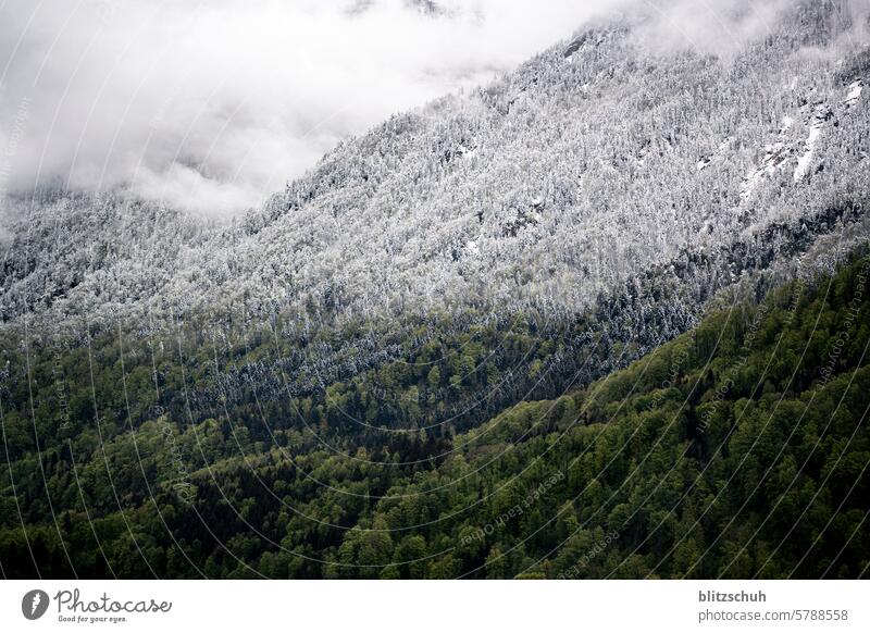 If it snows again in spring... Spring Snow Snowfall limit Cold Frost Ice Nature White Winter Weather Sky Landscape Forest Environment Clouds Colour photo