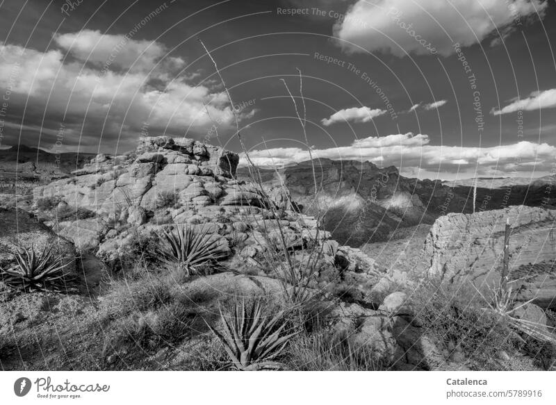 Stony desert landscape Far-off places aridity thorns Thorn bushes Desert Dry rock formation Horizon vacation Tourism Vacation & Travel Landscape Sky Environment