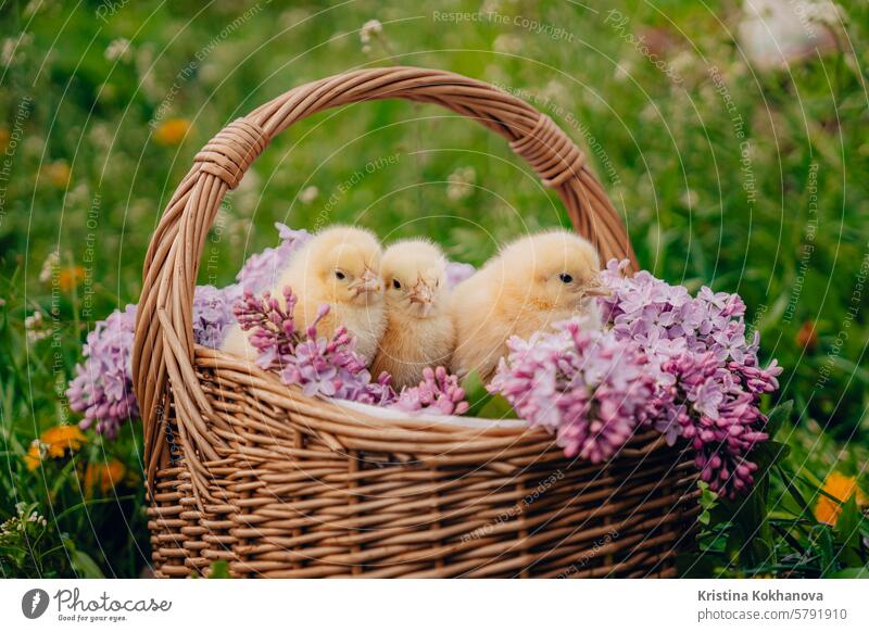 Cute little yellow chickens sitting in wicker basket with lilac flowers. Easter. easter background animal white funny baby bird farm hen cute born fluffy