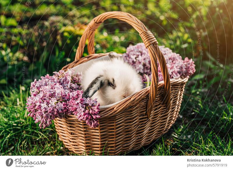 Cute little baby rabbit in wicker basket on nature background. Easter bunny symbol with lilac flowers bouquet. cute grass pet small animal easter fluffy fur