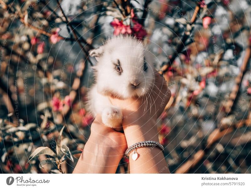 Cute little baby rabbit in hands on blooming spring tree background. Easter bunny symbol. cute nature grass pet small animal easter fluffy fur hare mammal farm