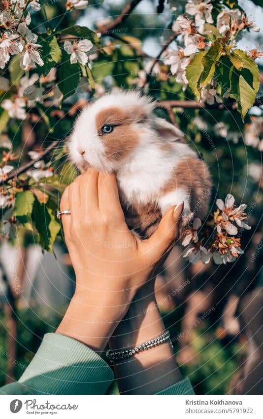 Cute little baby rabbit in hands on blooming spring tree background. Easter bunny symbol. cute nature grass pet small animal easter fluffy fur hare mammal farm