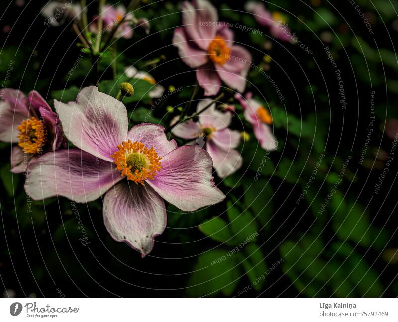 Pink flowers spring flowers delicate blossoms spring feeling natural light blurriness naturally blooming spring flowers daylight Spring Nature Flower Floral