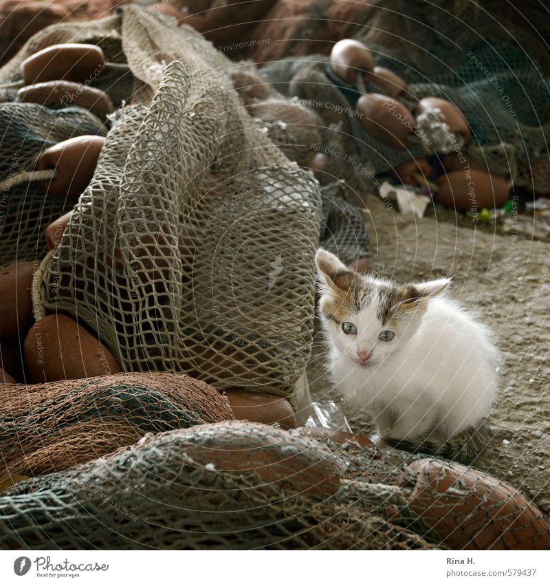 Fisherman's Friend IV Animal Cat 1 Baby animal Observe Sit Wait Cute Timidity Fear Fishing net Square Subdued colour Exterior shot Deserted