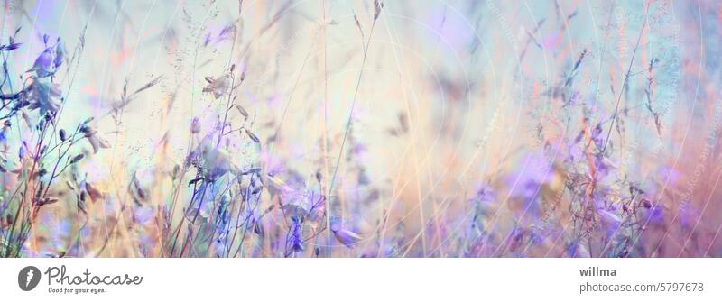 Dreamy summer meadow with bluebells Bellflowers Flower meadow Summer Delicate purple Violet grasses header Header image Summery Poster mural Gift wrapping