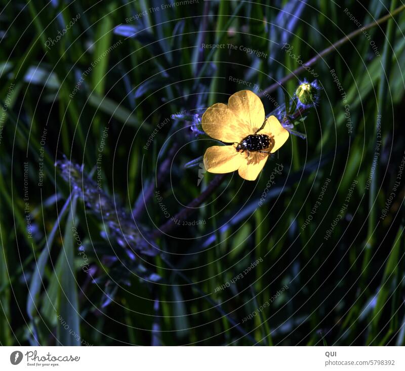 Buttercup bed for a beetle buttercup Beetle Insect little beetle Black Spotted Yellow Crowfoot Bed Nature Grass grasses Shadow Shadow play Plant Small Summer