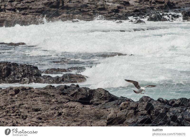 Seagull lands on a rock in front of wild waves Wild Water Waves Splashing Rock Rocky coastline Ocean Exterior shot Bay Stone Vacation & Travel Summer Beach Sky