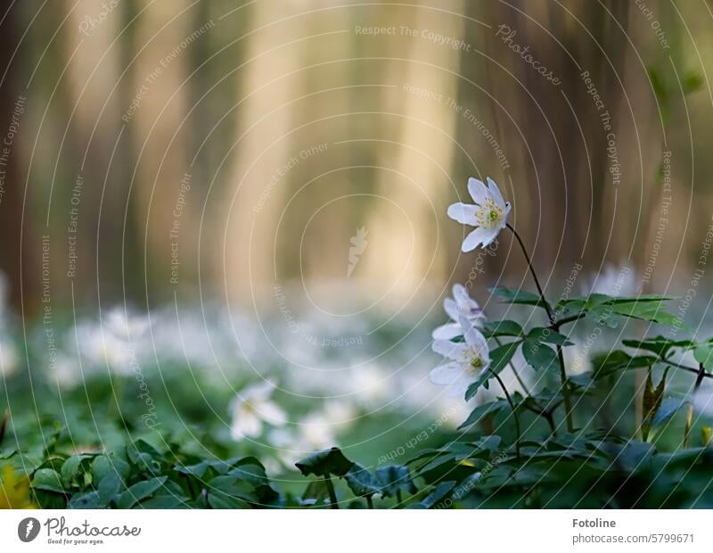 Another spring picture for you. The forest floor is covered in thousands of wood anemones. Wood anemone Flower Blossom Plant Nature Spring Colour photo