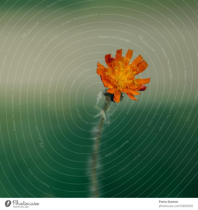 The orange-red hawkweed Orange Orange-red Blossom Flower Plant Nature Green Hawkweed Colour photo Deserted Meadow flower naturally Blossoming Garden