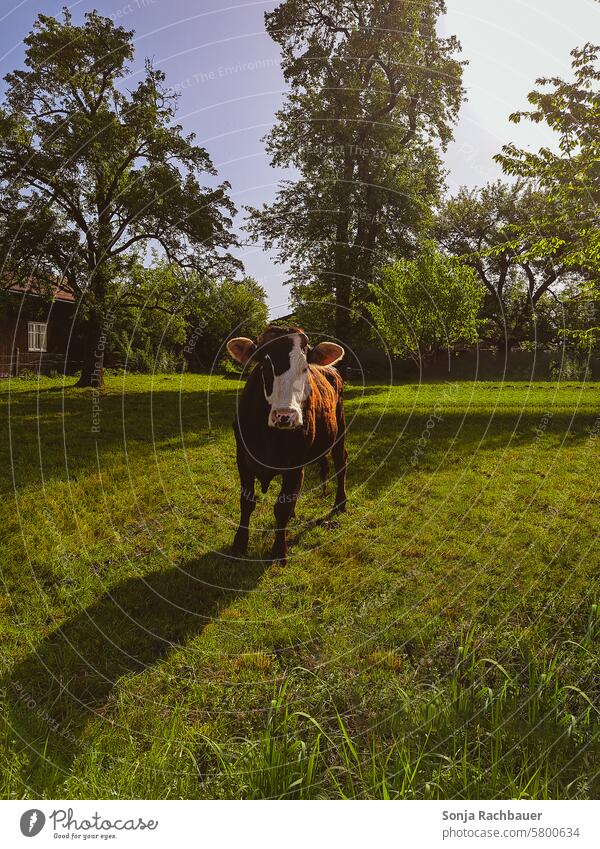 A brown cow on a pasture. Cattle Willow tree Nature Farm animal Cow Animal Agriculture Meadow Cattle breeding Cattle farming Country life Exterior shot