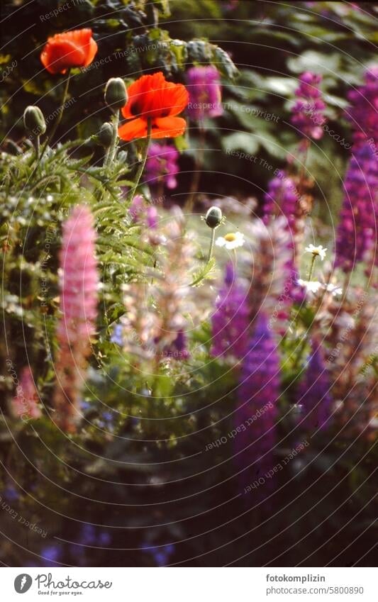 Poppy in the garden poppy flower flowers Garden garden flowers enchanted Garden plants Blossoming Summer Idyll blossom variegated Poppy blossom Flower