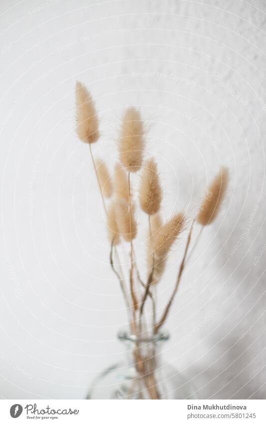 neutral beige color dried flowers plants in glass vase on white wall background. Home decor floral arrangement vertical poster with copy space. dry flowers home