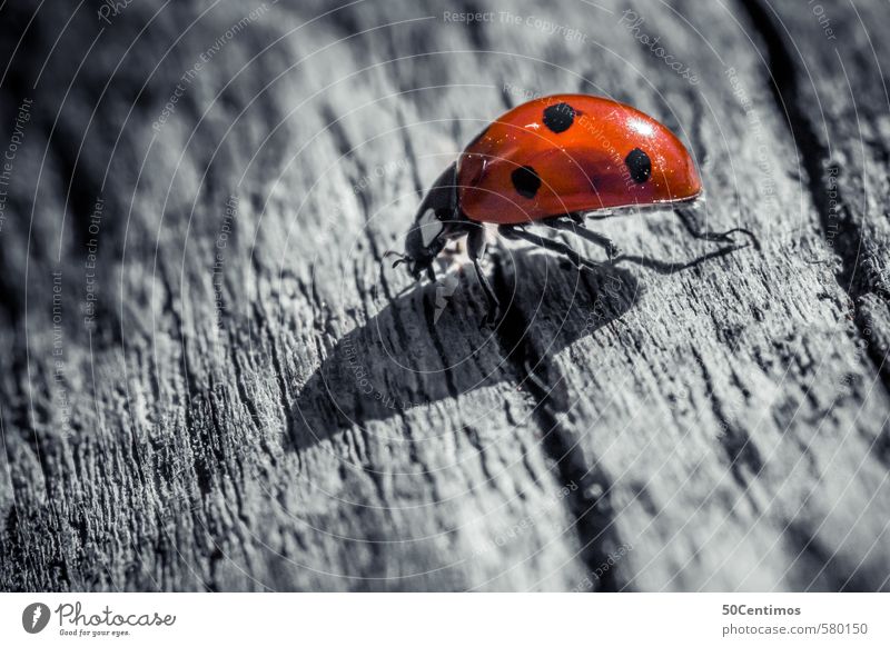 Macro ladybug - Ladybug in Macro Zoo Animal Beetle 1 Wood Running Simple Cold Red Black White Patient Calm Salzburg Colour photo Subdued colour