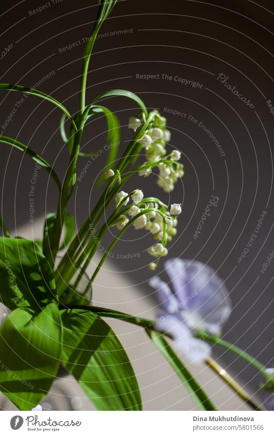 purple white and  lilac color flowers on dark background aesthetic floral image blossom Violet romantic Nature Spring Fragrance lilac blossom fragrant