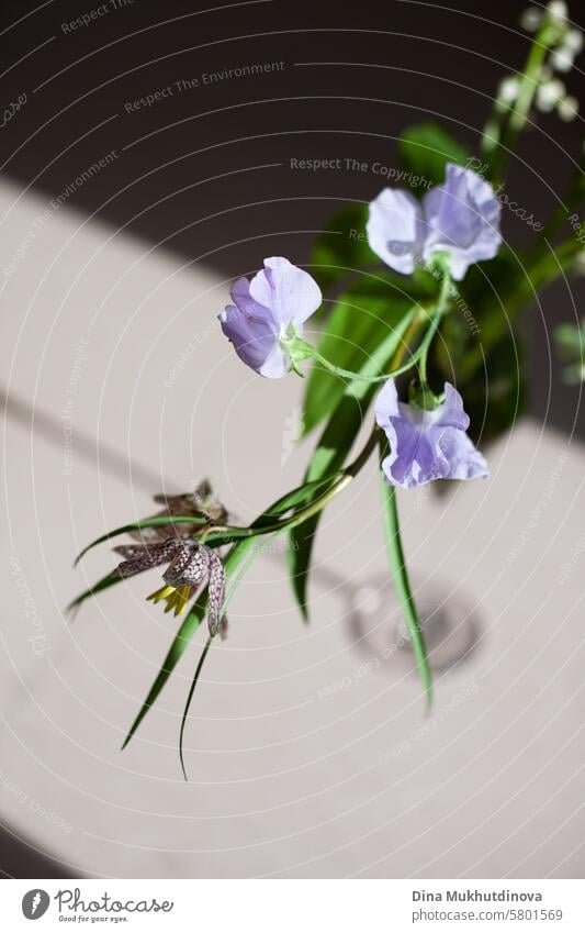 purple lilac color flowers on dark background aesthetic floral image blossom Violet romantic Nature Spring Fragrance Lilac lilac blossom fragrant Blossoming