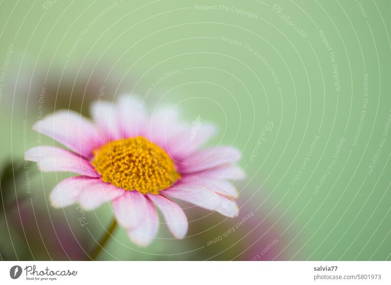 Daisy blossom in soft pink against a mint green background Blossom Flower Marguerite Isolated Image Plant Nature Blossoming Shallow depth of field Garden