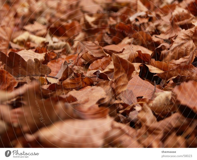 foliage Leaf Brown Autumn Grief Floor covering Calm Death Old Like Limp