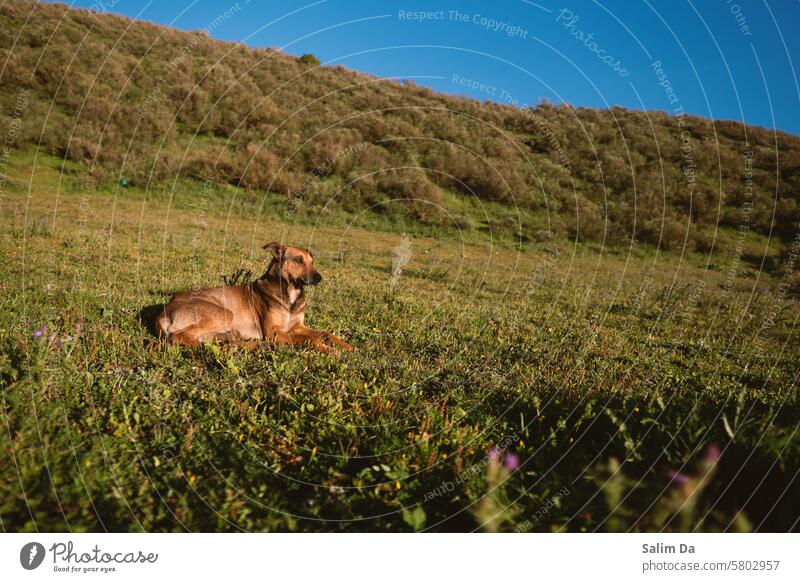 Lovely wild dog enjoying the full natural spot view against the sunny clear blue sky Love of animals loveliness Animal Animal portrait Animal face