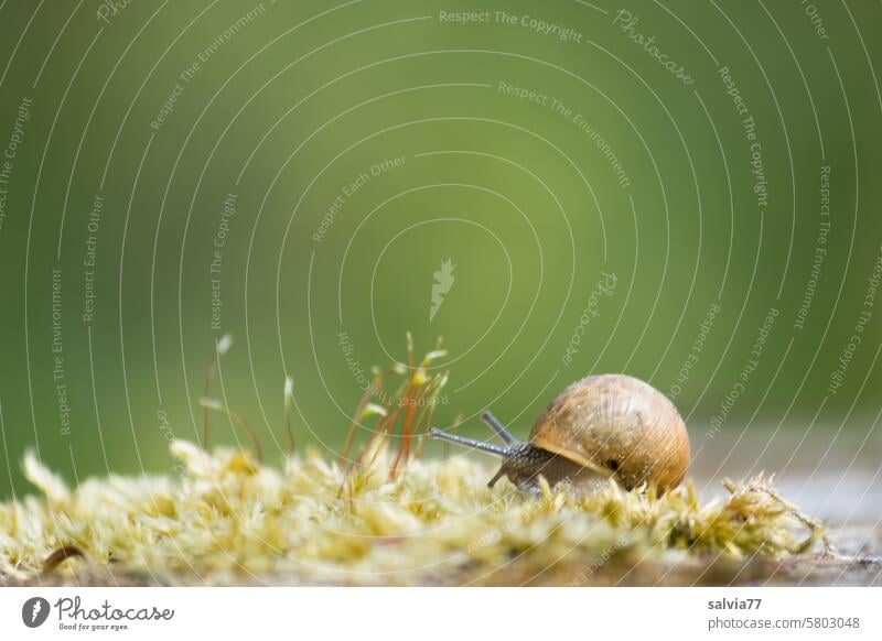 the little snail crawls slowly and carefully over the carpet of moss Snail shell Crumpet Feeler Slowly Protection Small Moss Green creep Nature Close-up Animal