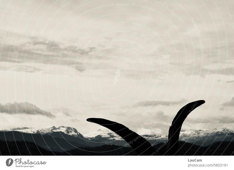 Astrological sign | Capricorn in front of a mountain panorama horns chamois Sky in the mountains two horns Animal Farm animal Exterior shot Mountain range