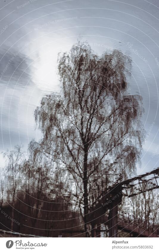 Reflection of a tree in a pond Tree reflection Reflection in the water Water Exterior shot Treetop Nature Lake Sky Surface of water Calm Deserted Landscape