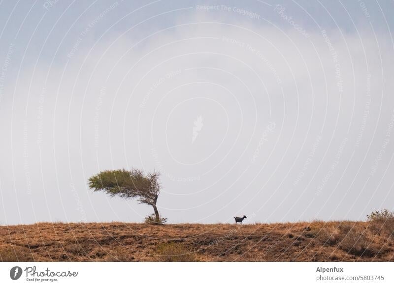 Tree vs. goat Mutual disinterest Disinterest Moody bad mood Wind cripple Nature Landscape Exterior shot Deserted Sky Colour photo Wild naturally Plant