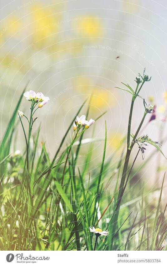 Meadow flowers bloom in the spring meadow Meadowflower blossom wild flowers wild plants Spring fever spring weather meadow flowers meadow plants Overgrown