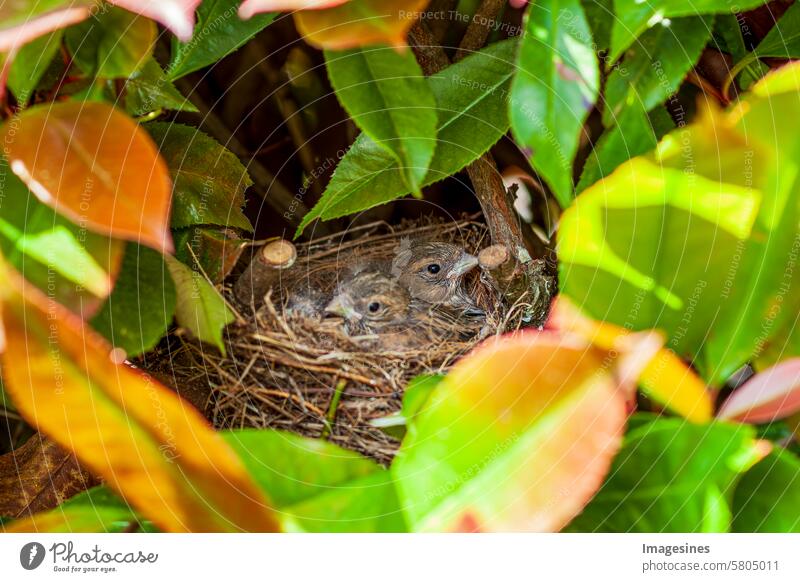 Carduelis cannabina - Common Linnet Baby birds in the nest baby birds Nest Animal Nest animal world Habitat Behavior Bird birdwatching bird's nest Twig Plant