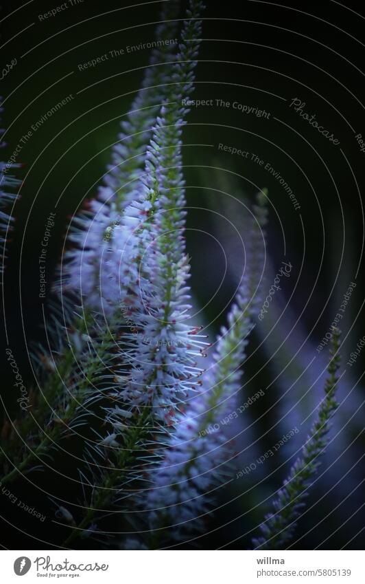 Candelabra speedwell honorary prize Blue Spiked speedwell Veronica spicata long-leaved speedwell Veronica longifolia Purple loosestrife Plant Flower blossom