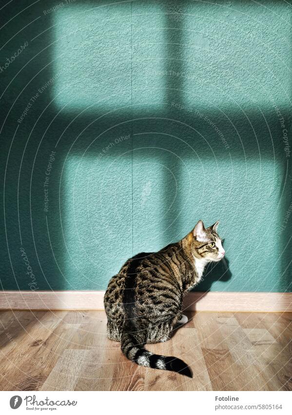 Cat sits in front of the shadow of a window cast against a green wall. Pelt pets feline One animal Fluffy Cute pretty White Green Wall (building) wall paint