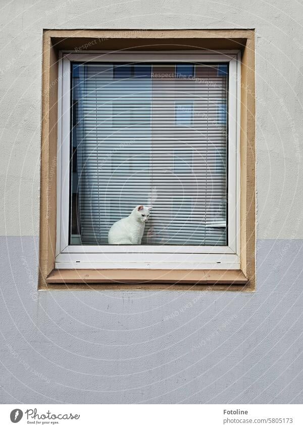 A white cat sits in a window between the glass and the slats of a blind, attentively observing the world outside. Cat Pelt pets feline pretty White Soft