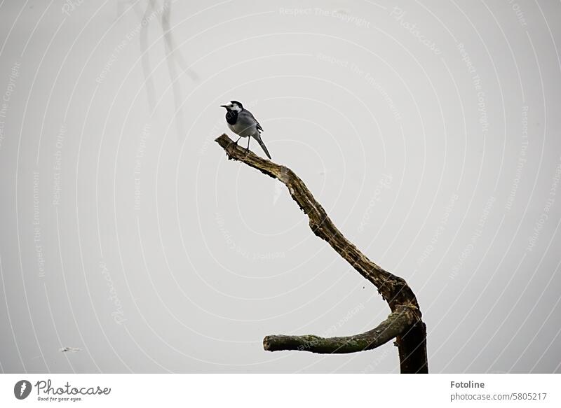 The little white wagtail poses diligently on a perch where the kingfisher was supposed to land for me. She did a great job. Wagtail Bird Nature Animal