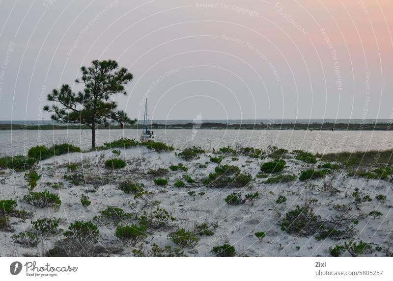 Tree on the beach of a lagoon at sunset, with a boat in the background tree Lagoon dune sand vegetation white sand