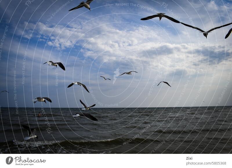 Seagulls flying over the water seagull Bird Ocean Blue Flying Sky